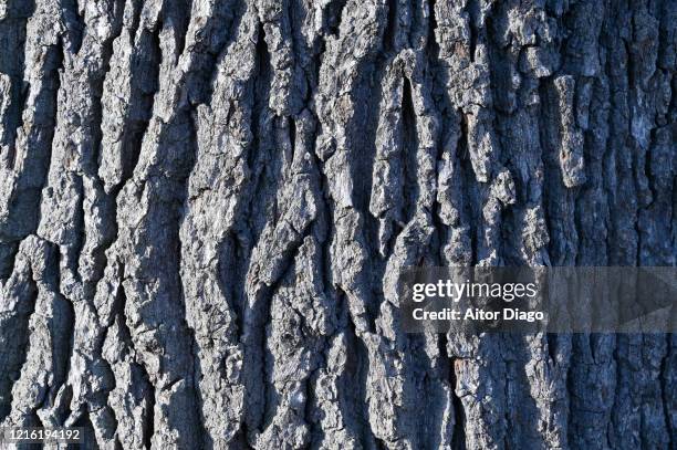 close up of the bark of tree trunk in a sunny day. germany. - dry winter skin stock pictures, royalty-free photos & images