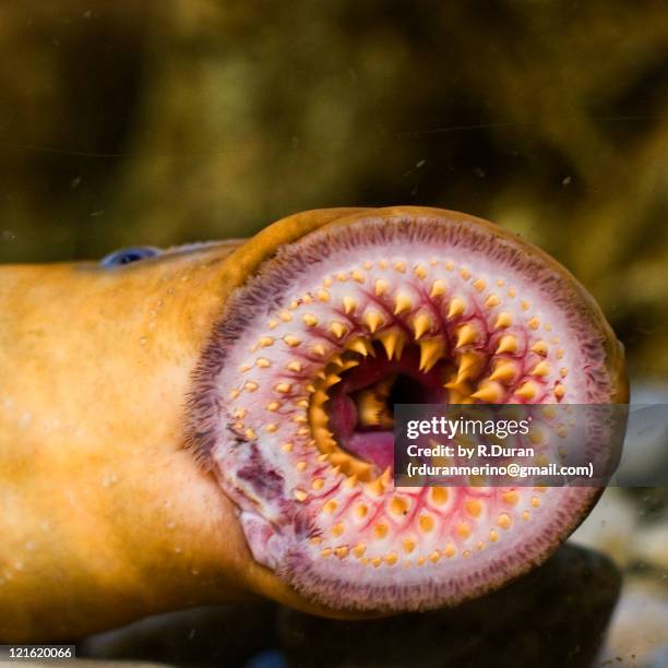 215点のヤツメウナギのストックフォト Getty Images 215点のヤツメウナギのストックフォト Getty Images