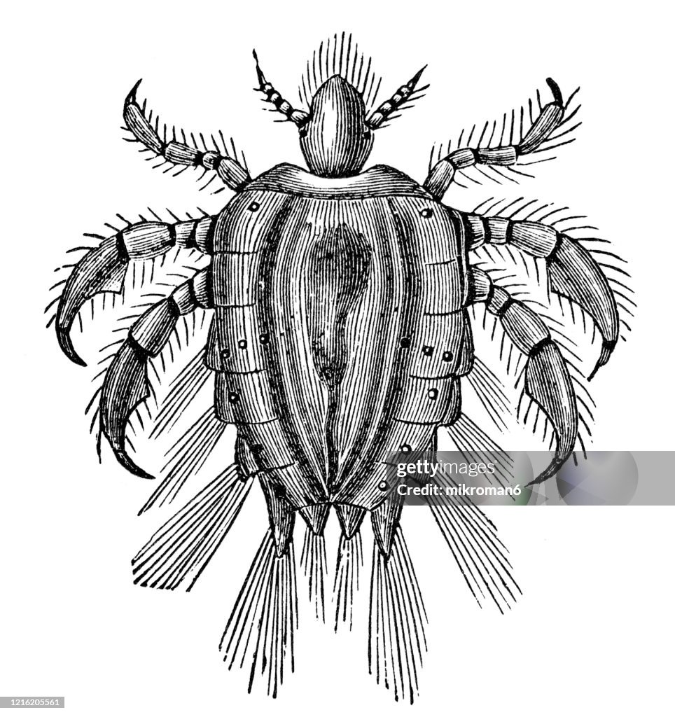 Old engraved illustration of Crab Louse - Entomology, Myriapoda, Arachnida. Antique Illustration, Popular Encyclopedia Published 1894. Copyright has expired on this artwork
