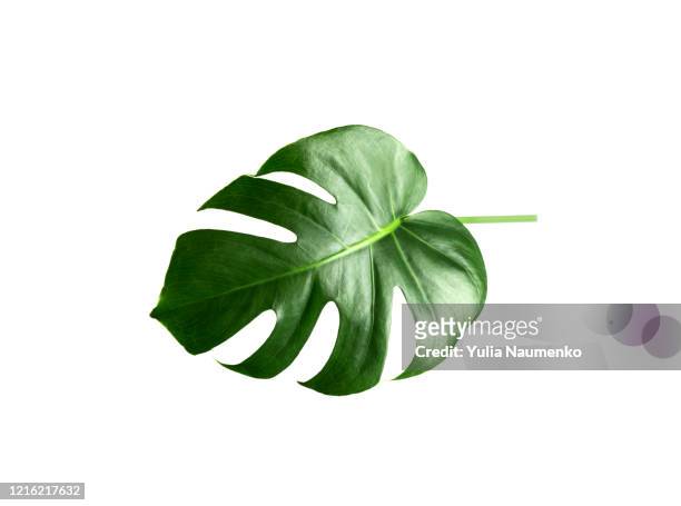 green monstera leaf isolated on white background. tropical plant popular in home decor. - flora foto e immagini stock
