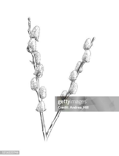 illustrations, cliparts, dessins animés et icônes de pussywillows branch ink vector illustration - saule blanc