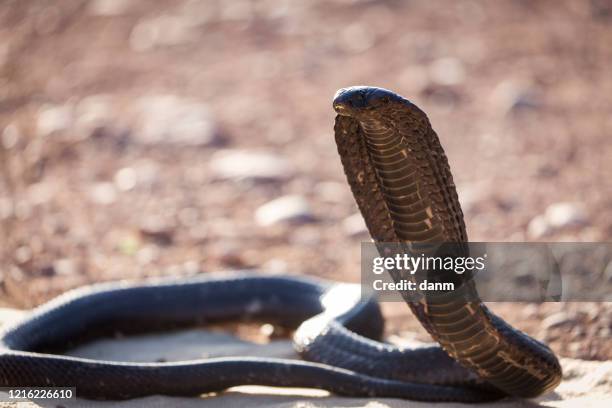 cobra snake in a position of fighting - king cobra stockfoto's en -beelden