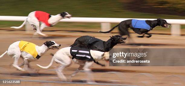 dog race at shelbourne park dublin - dog racing stock pictures, royalty-free photos & images