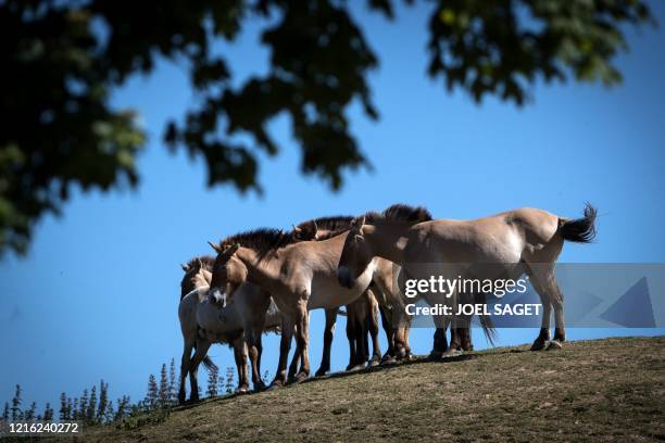 Przewalski's horses are pictured at the Thoiry Zoo and Safari Park, in Thoiry, west of Paris, on May 29, 2020.