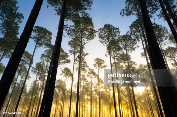 sunrise in a longleaf pine savanna - longleaf pine stock pictures, royalty-free photos & images