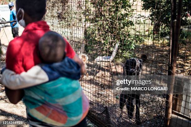 Dog barks behind a fence as residents of an informal settlement in Bon Accord, Pretoria, on May 30, 2020 queue to receive hampers during a food...