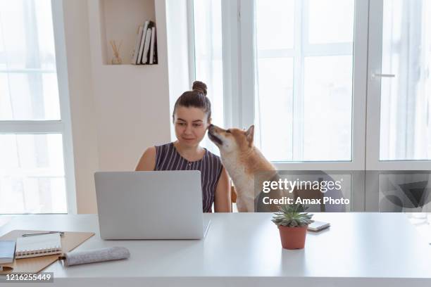 home office workplace with woman and cute shiba inu dog during quarantine - shiba inu adult stock pictures, royalty-free photos & images