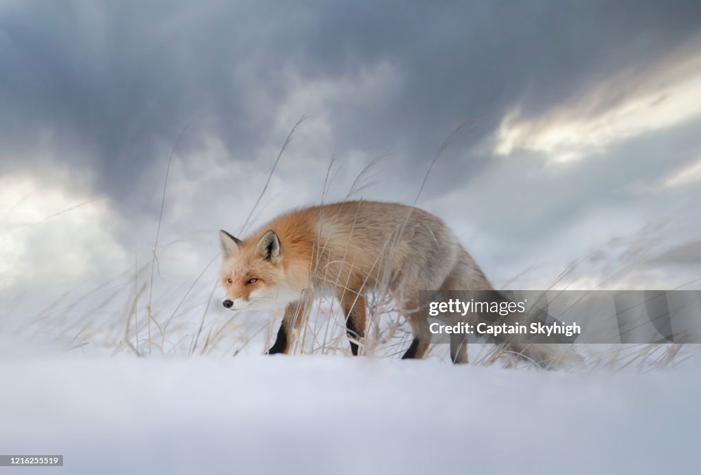 Red Fox drama
