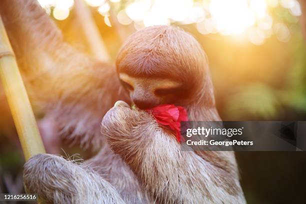 feliz y rescatada perezoso - three toed sloth fotografías e imágenes de stock