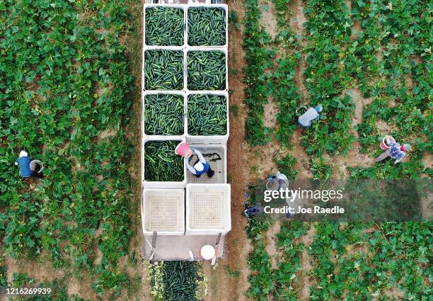 An aerial drone view from a drone shows farm workers as they fill up bins in the back of a truck with zucchini as they harvest on the Sam Accursio &...