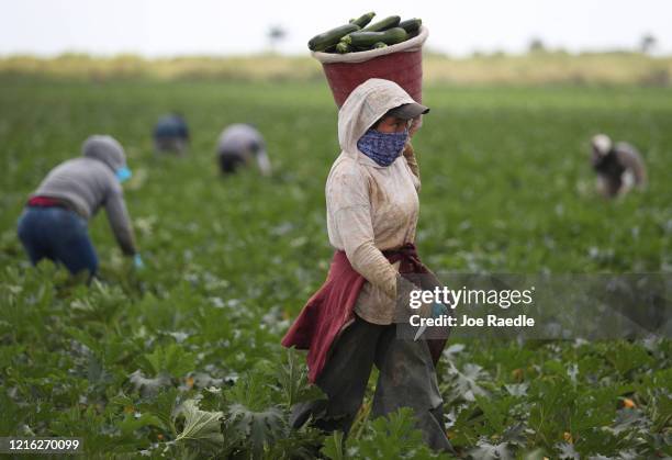 Farm workers harvest zucchini on the Sam Accursio & Son's Farm on April 01, 2020 in Florida City, Florida. Sergio Martinez, a harvest crew...