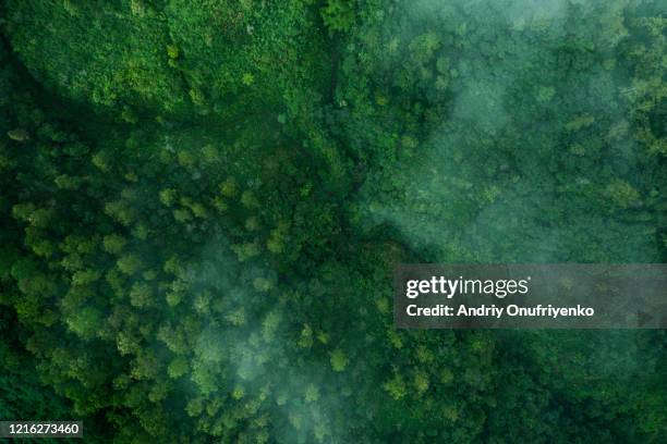 green pattern - bosque pluvial fotografías e imágenes de stock