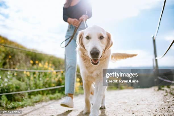 la jeune femme promène son crabot dans le parc de la californie - dog stock photos et images de collection