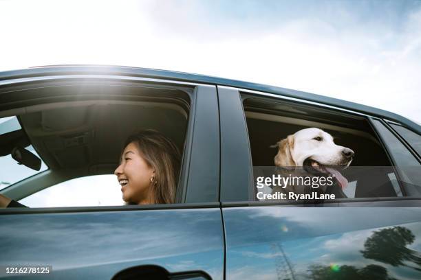 young woman drives car with dog in back seat - driving stock pictures, royalty-free photos & images
