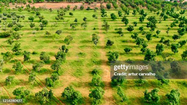 African Treee View Trees Aerial Africa Photos and Premium High Res Pictures - Getty Images