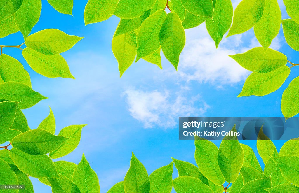 Spring cherry leaves against a blue sky