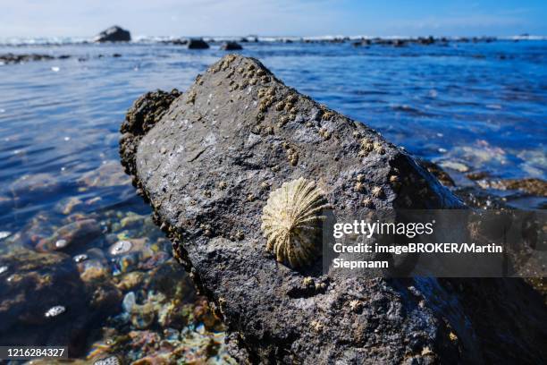 limpet (patellidae) on stone in surf zone, valle gran rey, la gomera, canary islands, spain - limpet - fotografias e filmes do acervo