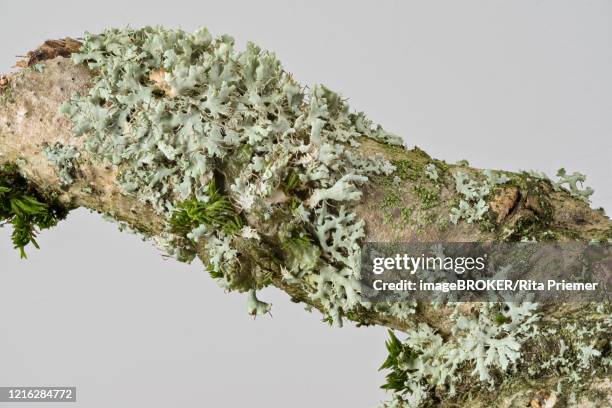 rosette lichen (physcia adscendens), germany - physcia stock pictures, royalty-free photos & images