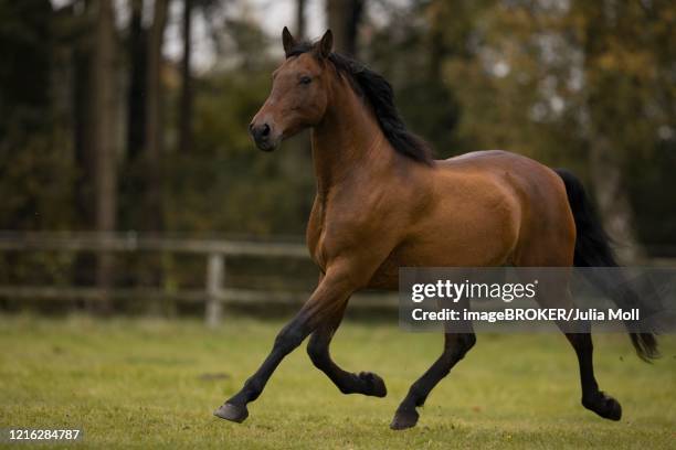 brown p.r.e. gelding trotting over the pasture in autumn, traventhal, germany - andalusian horse stock pictures, royalty-free photos & images