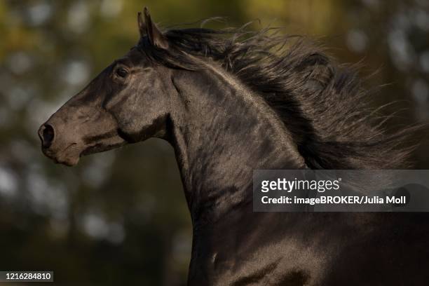 p.r.e. stallion black stallion in motion portrait, traventhal, germany - andalusian horse stock pictures, royalty-free photos & images