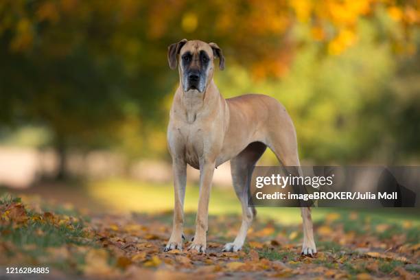 great dane in autumn, traventhal, germany - dogge stock-fotos und bilder