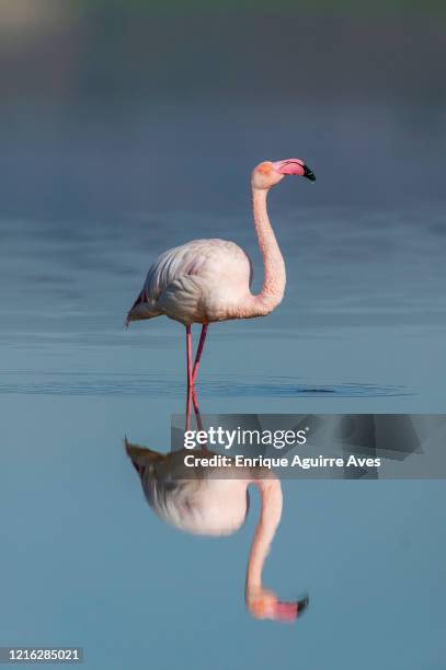 greater flamingo (phoenicopterus roseus) - fuente de piedra stock pictures, royalty-free photos & images