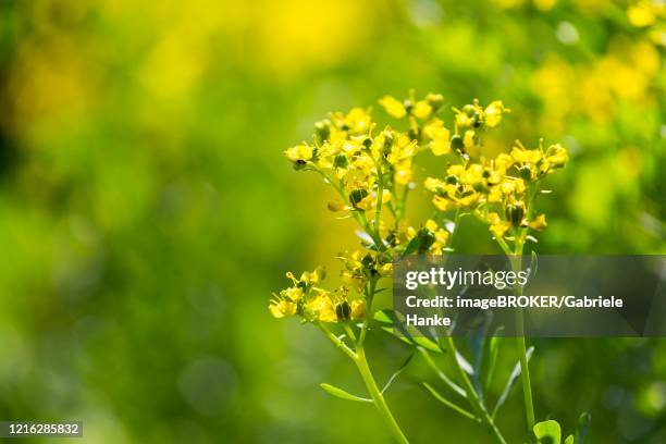 common rue (ruta graveolens) in flower, yellow, saxony, germany - ruta graveolens stock pictures, royalty-free photos & images