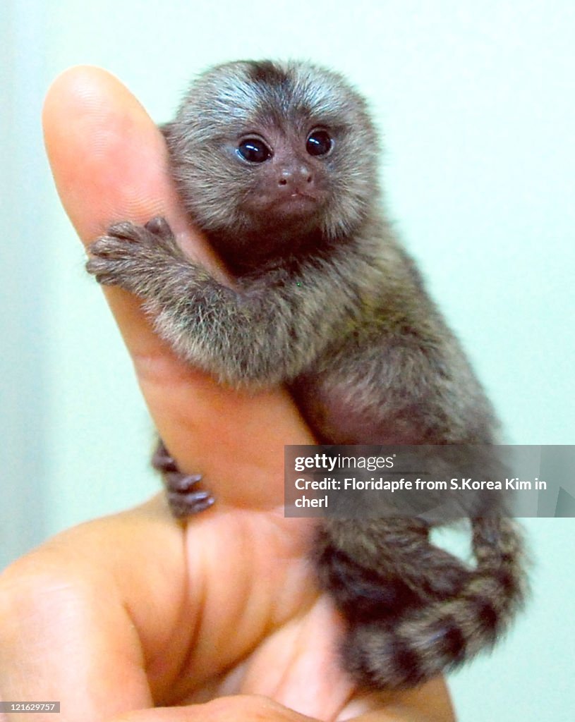 Marmoset monkey