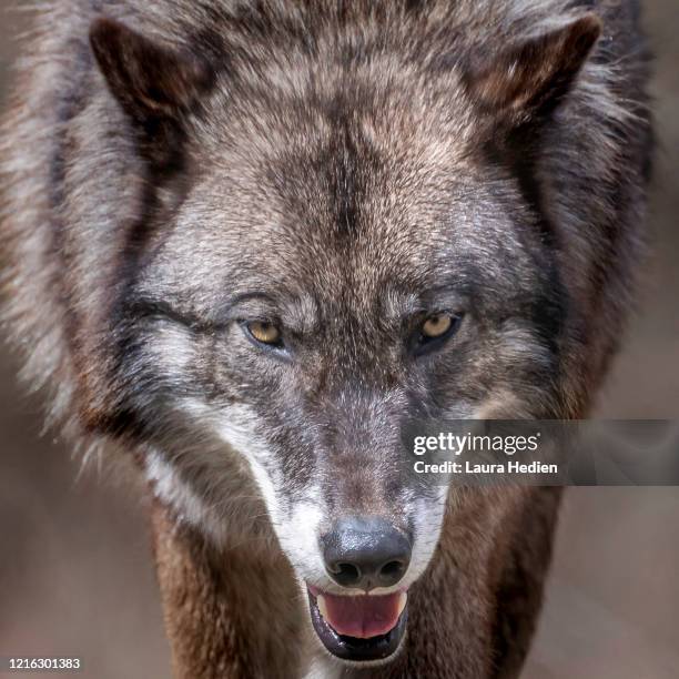 1,404 Yellow Wolf Photos and Premium High Res Pictures - Getty Images 1,404 Yellow Wolf Photos and Premium High Res Pictures - Getty Images