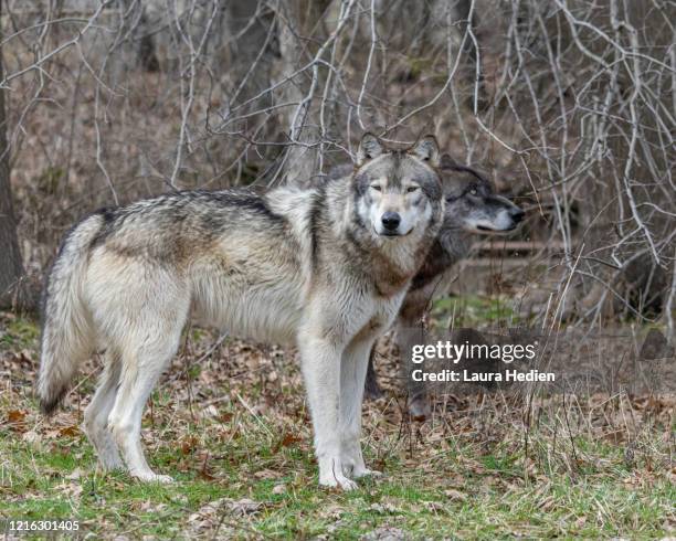 Wolves Spring Images 414 Grey Wolf Spring Stock Photos, High-Res Pictures, and Images ...