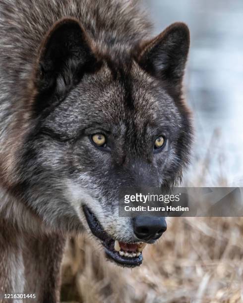 1,404 Yellow Wolf Photos and Premium High Res Pictures - Getty Images
