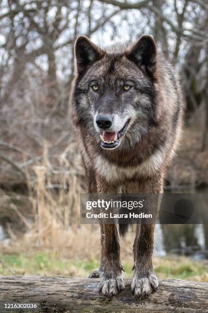 Yello Wolves Yellow Wolf Photos and Premium High Res Pictures - Getty Images