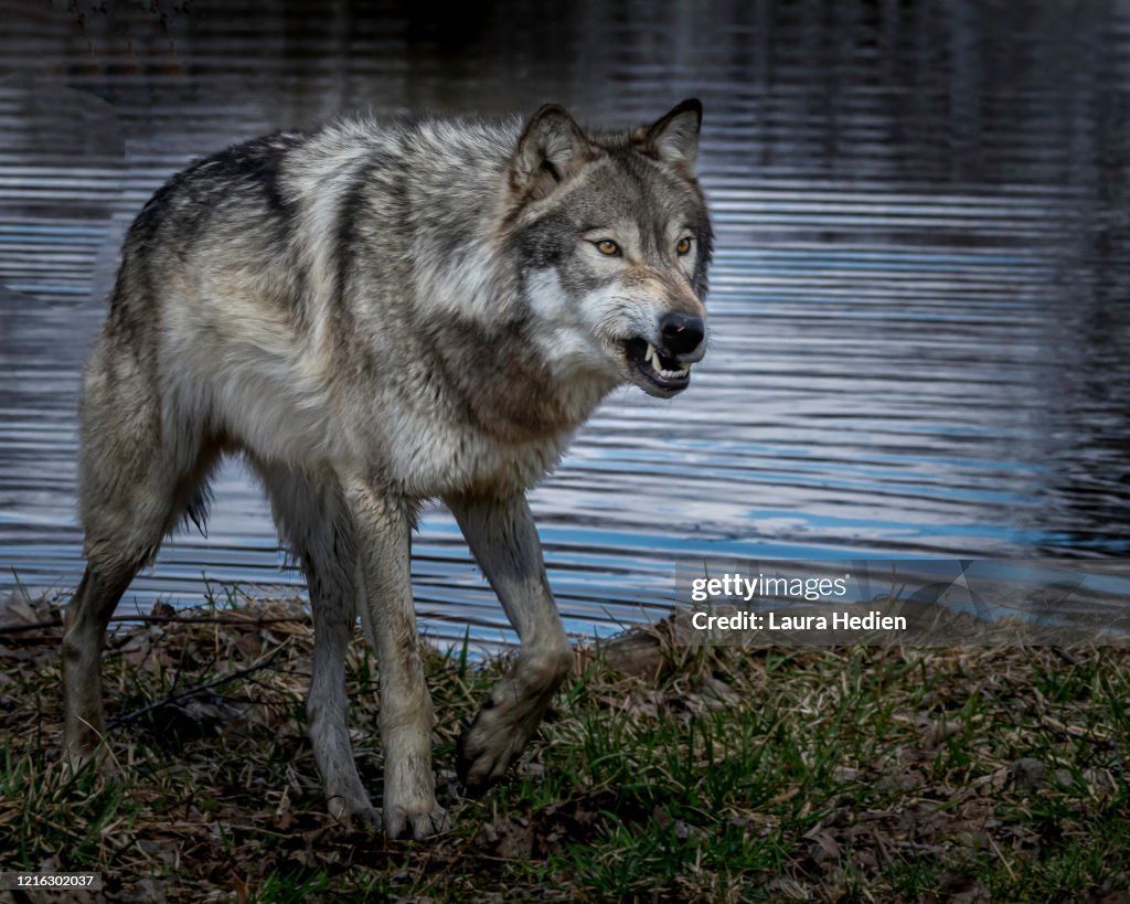 Wolves In Springtime Grey Wolf In The Springtime In The Midwest High-Res Stock Photo - Getty ...