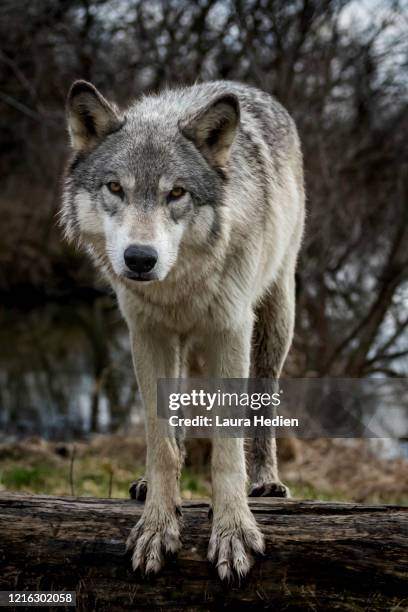 Wolves In Springtime Grey Wolf Spring Photos and Premium High Res Pictures - Getty Images