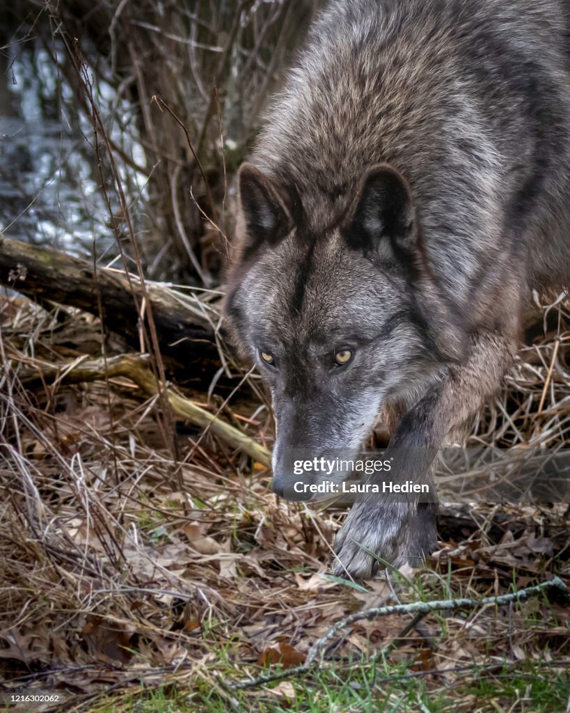 Wolves In Springtime Black Wolf In The Springtime In The Midwest High-Res Stock Photo ...