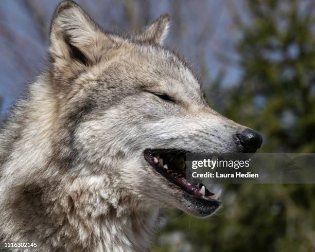 Wolves In Springtime Grey Wolf Spring Photos and Premium High Res Pictures - Getty Images