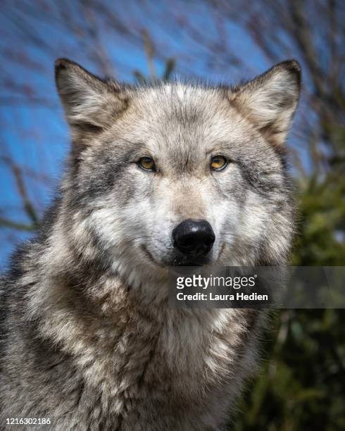 1,404 Yellow Wolf Photos and Premium High Res Pictures - Getty Images