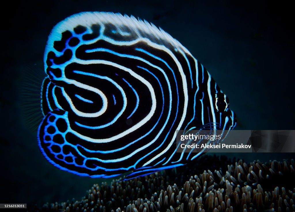 Juvenile emperor angel fish