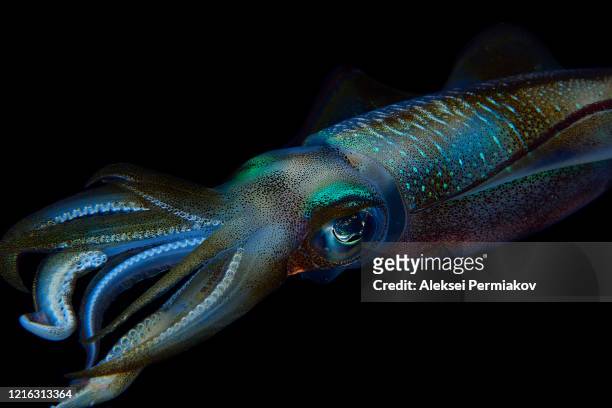 reef squid - calamares stock-fotos und bilder