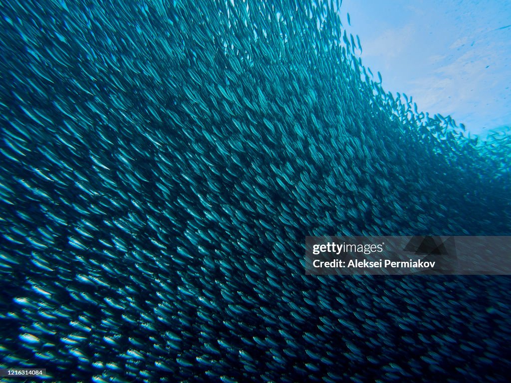 School of sardines