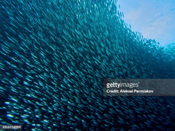 school of sardines - sardine bildbanksfoton och bilder