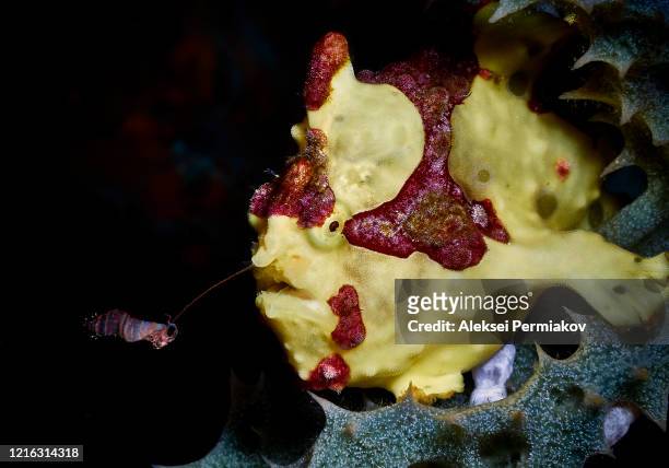 yellow frogfish with the lure - yellow frogfish stock pictures, royalty-free photos & images