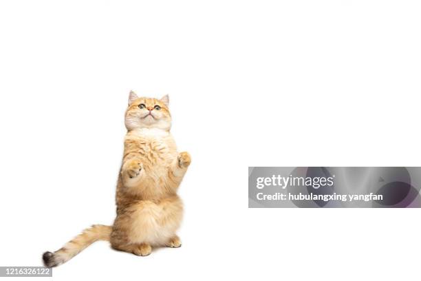 kitten putting his paws in the air  on a white background - ginger cat stockfoto's en -beelden