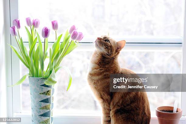 cat smelling tulips - tulips cat stock-fotos und bilder