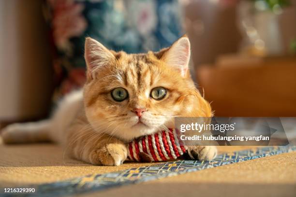 kitten is playing with toy mouse while looking at the camera - ginger cat stock pictures, royalty-free photos & images