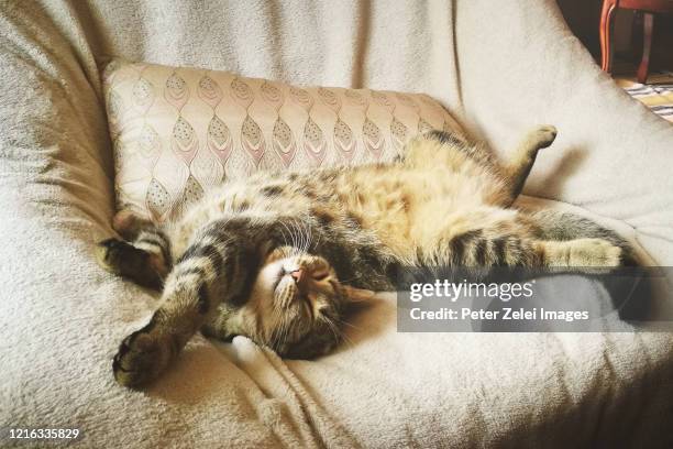 sleeping tabby cat - supino foto e immagini stock