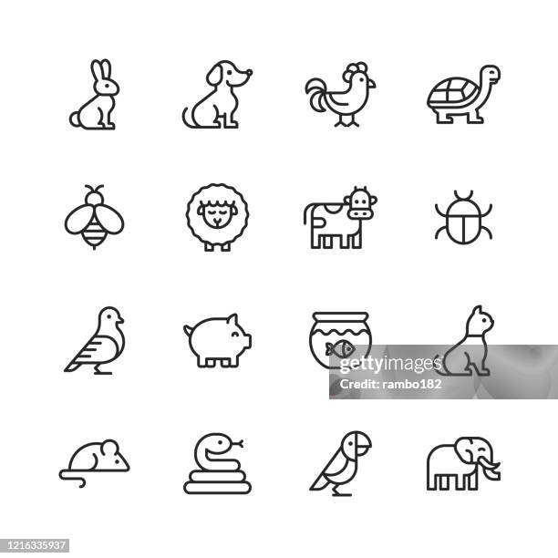 tier linie icons. bearbeitbarer strich. pixel perfekt. für mobile und web. enthält symboleweise kaninchen, hase, hund, huhn, schildkröte, bee, schafe, kuh, schwein, katze, schlange, maus, elefant, papagei. - undomesticated cat stock-grafiken, -clipart, -cartoons und -symbole