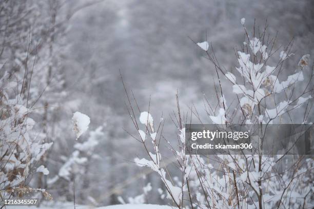 beautiful winter landscape  forest view around little fuji mountain yotei  cover by snow and village near niseko hokkaido japan 2020 - hirafu snow resort stock pictures, royalty-free photos & images