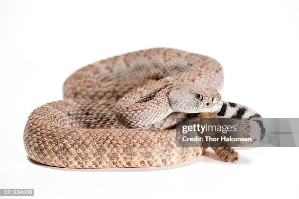 crotalus atrox - snake coil stock pictures, royalty-free photos & images
