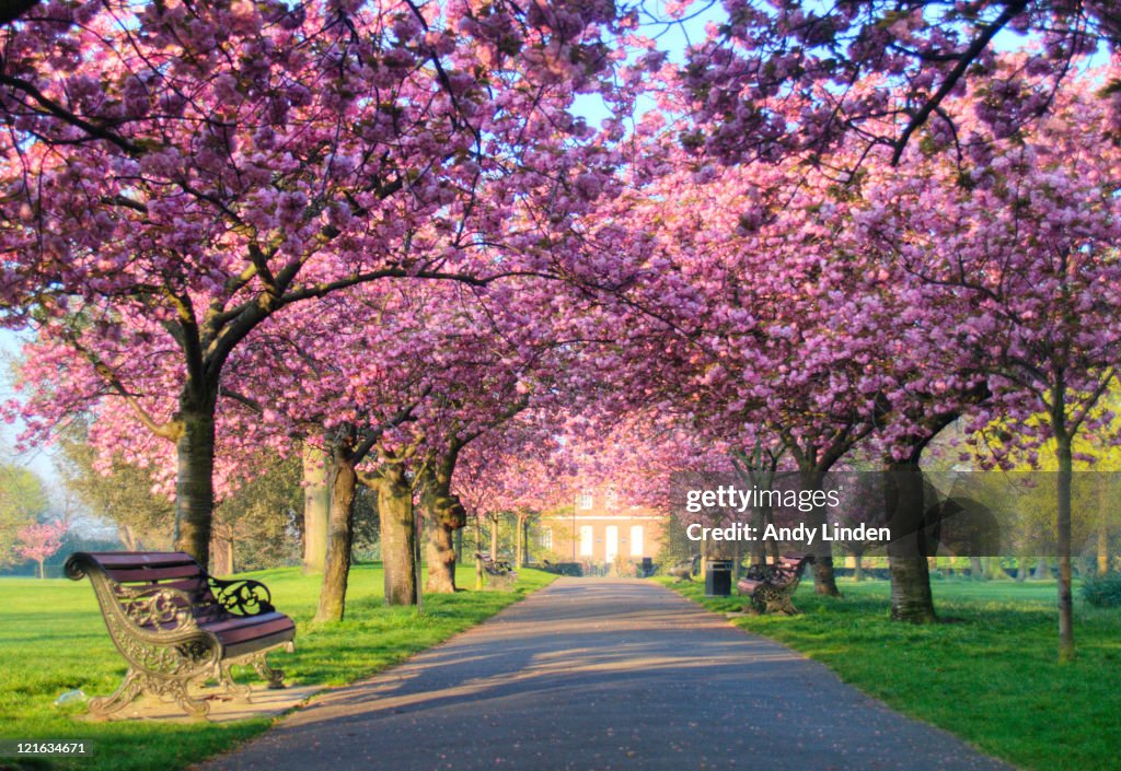 Pink blossom on trees in Greenwich Park